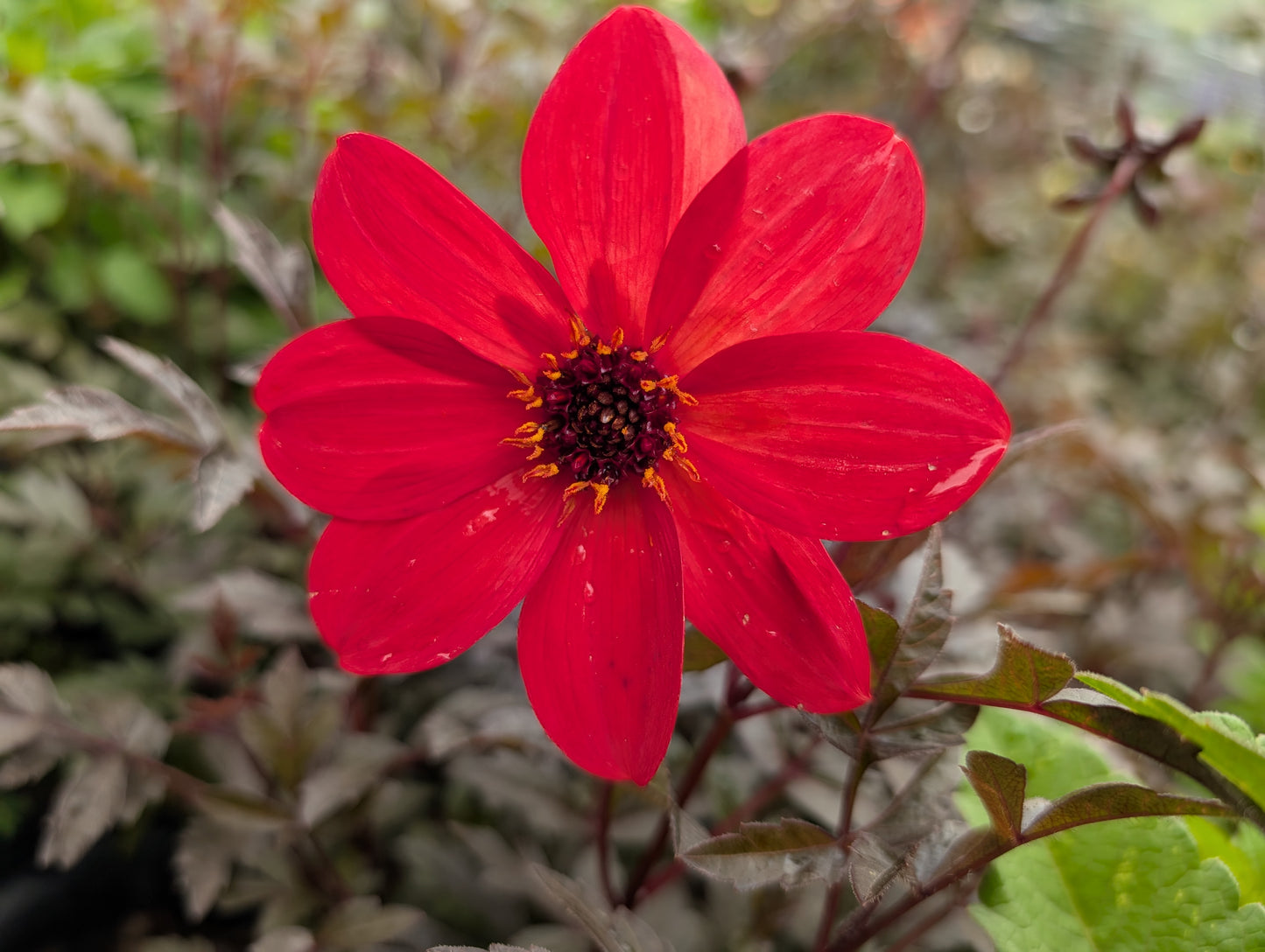Dahlia variabilis 'Luminosity'