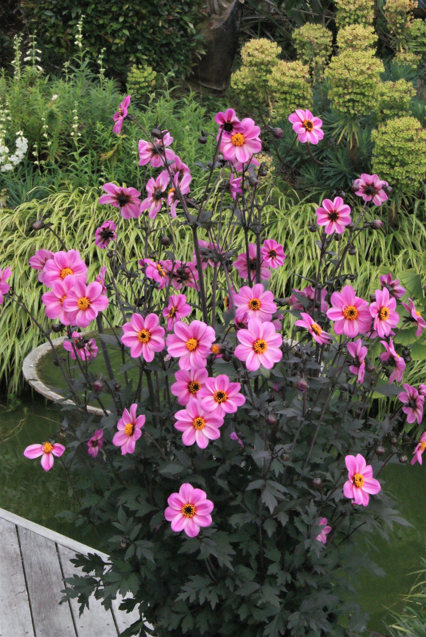 Dahlia variabilis x coccinea Mystic 'Dreamer'  - NEW COMING MID AUTUMN 2026