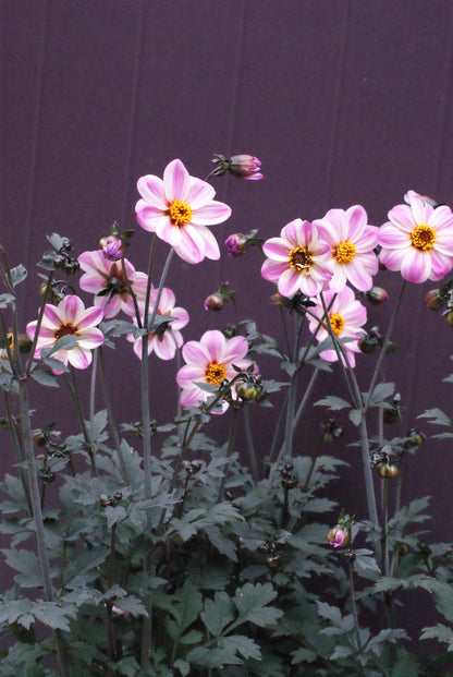 Dahlia variabilis x coccinea Mystic 'Dreamer'  - NEW COMING MID AUTUMN 2026