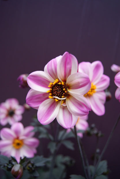 Dahlia variabilis x coccinea Mystic 'Dreamer'  - NEW COMING MID AUTUMN 2026