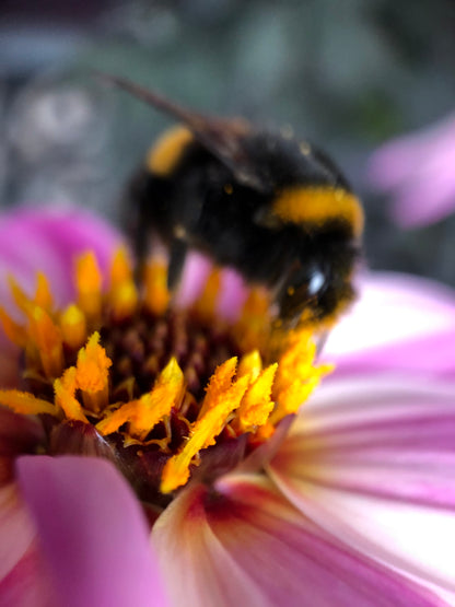 Dahlia variabilis x coccinea Mystic 'Dreamer'  - NEW COMING MID AUTUMN 2026