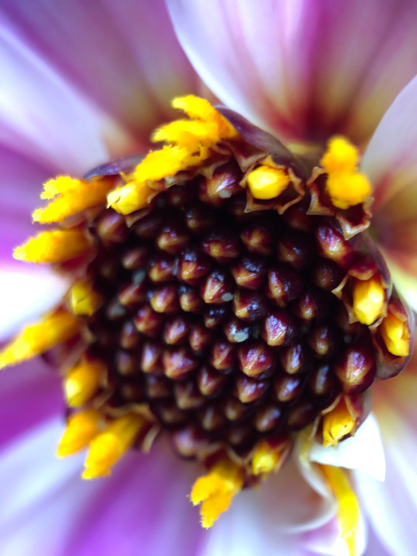 Dahlia variabilis x coccinea Mystic 'Dreamer'  - NEW COMING MID AUTUMN 2026