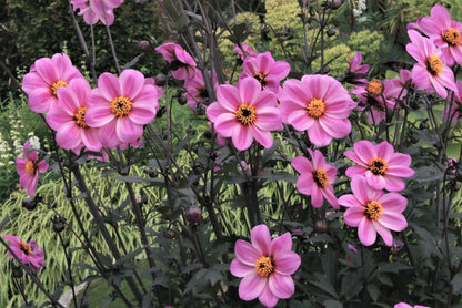 Dahlia variabilis x coccinea Mystic 'Dreamer'  - NEW COMING MID AUTUMN 2026