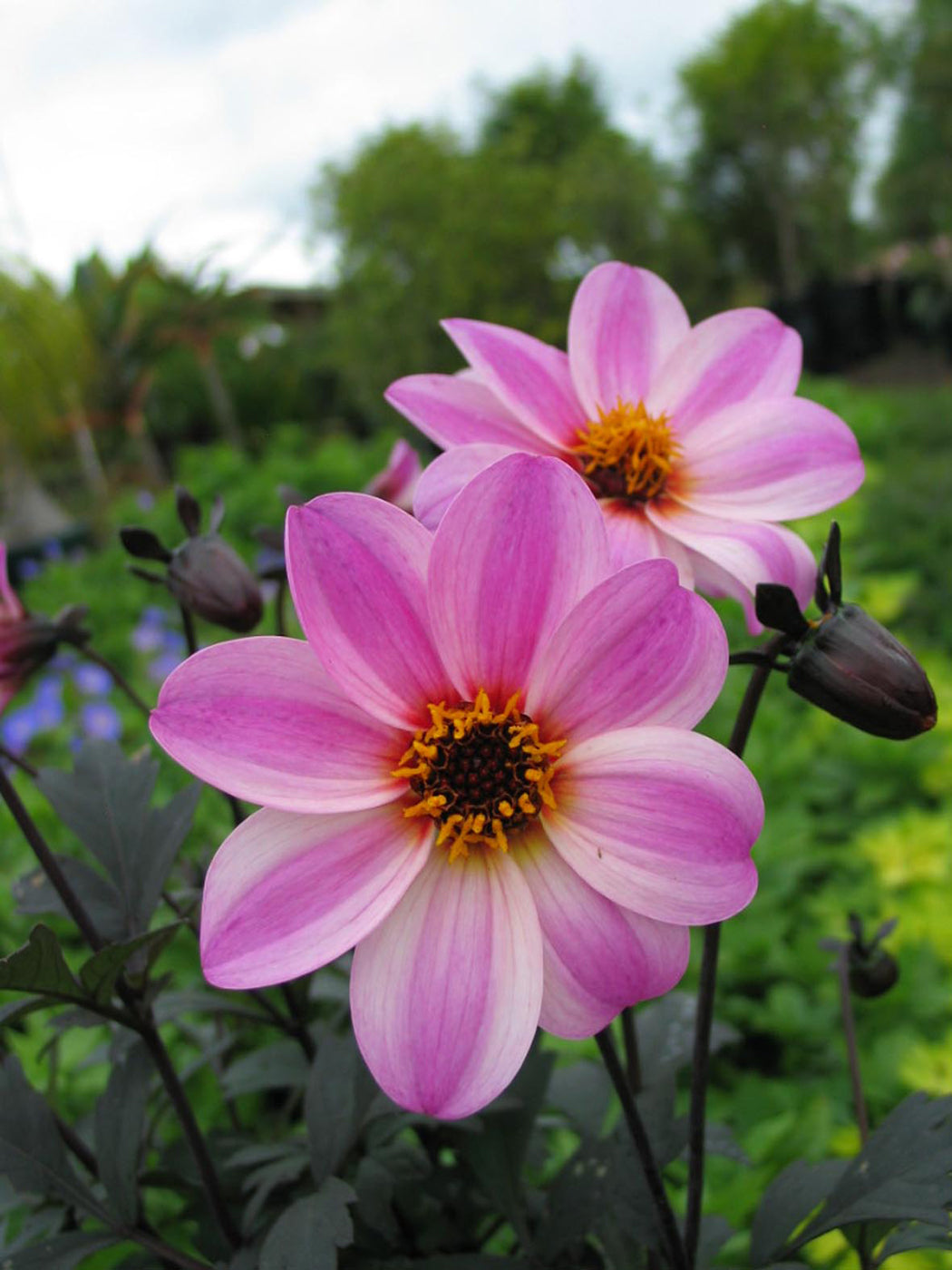 Dahlia variabilis x coccinea Mystic 'Dreamer'  - NEW COMING MID AUTUMN 2026