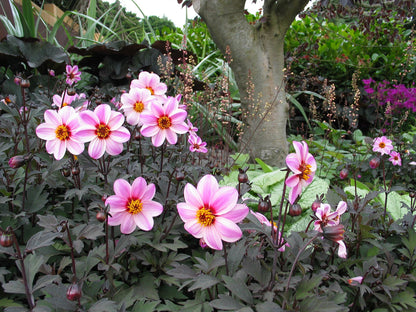 Dahlia variabilis x coccinea Mystic 'Dreamer'  - NEW COMING MID AUTUMN 2026
