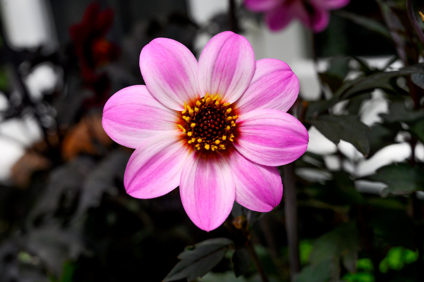 Dahlia variabilis x coccinea Mystic 'Dreamer'  - NEW COMING MID AUTUMN 2026