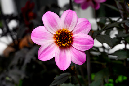 Dahlia variabilis x coccinea Mystic 'Dreamer'  - NEW COMING MID AUTUMN 2026