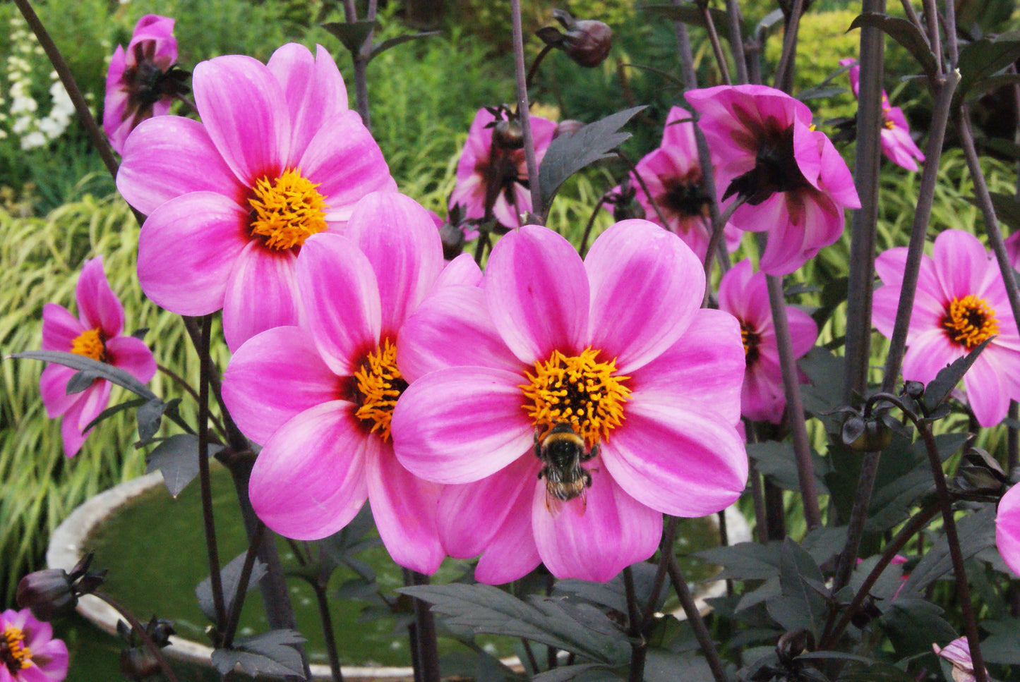 Dahlia variabilis x coccinea Mystic 'Dreamer'  - NEW COMING MID AUTUMN 2026
