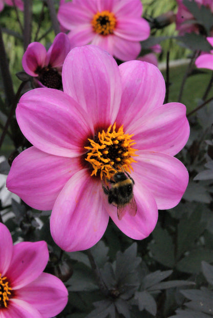Dahlia variabilis x coccinea Mystic 'Dreamer'  - NEW COMING MID AUTUMN 2026