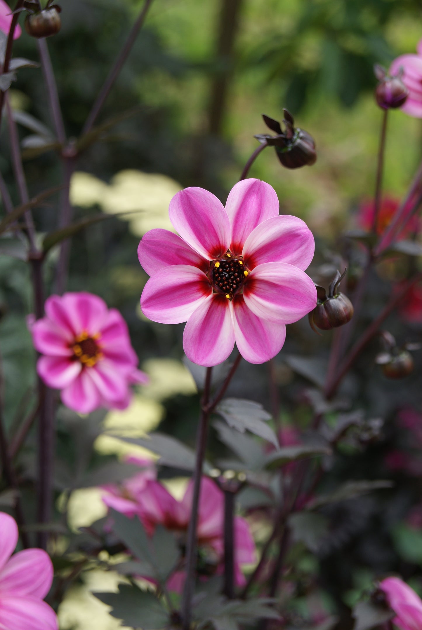 Dahlia variabilis x coccinea Mystic 'Dreamer'  - NEW COMING MID AUTUMN 2026