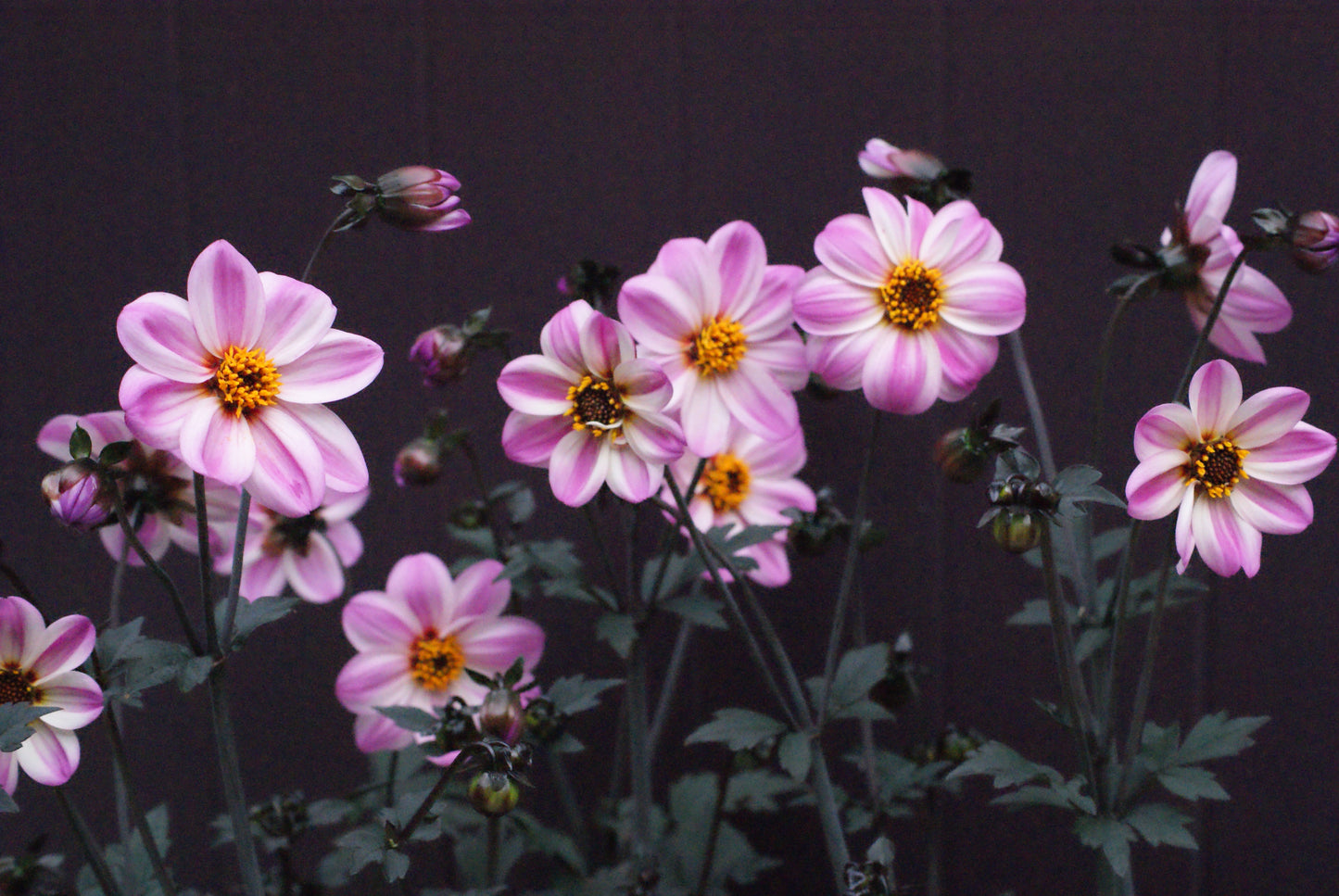 Dahlia variabilis x coccinea Mystic 'Dreamer'  - NEW COMING MID AUTUMN 2026