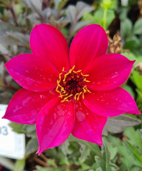 Dahlia variabilis 'Razzamatazz' - NEW