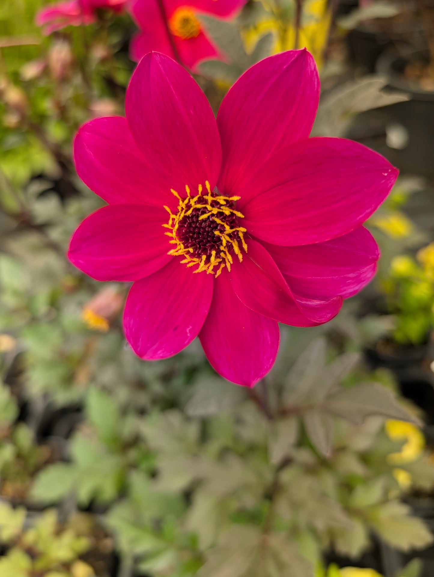 Dahlia variabilis 'Razzamatazz' - NEW
