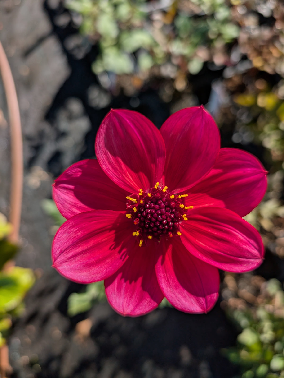 Dahlia variabilis 'Razzle Dazzle' - NEW