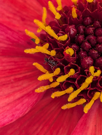 Dahlia variabilis 'Razzle Dazzle' - NEW