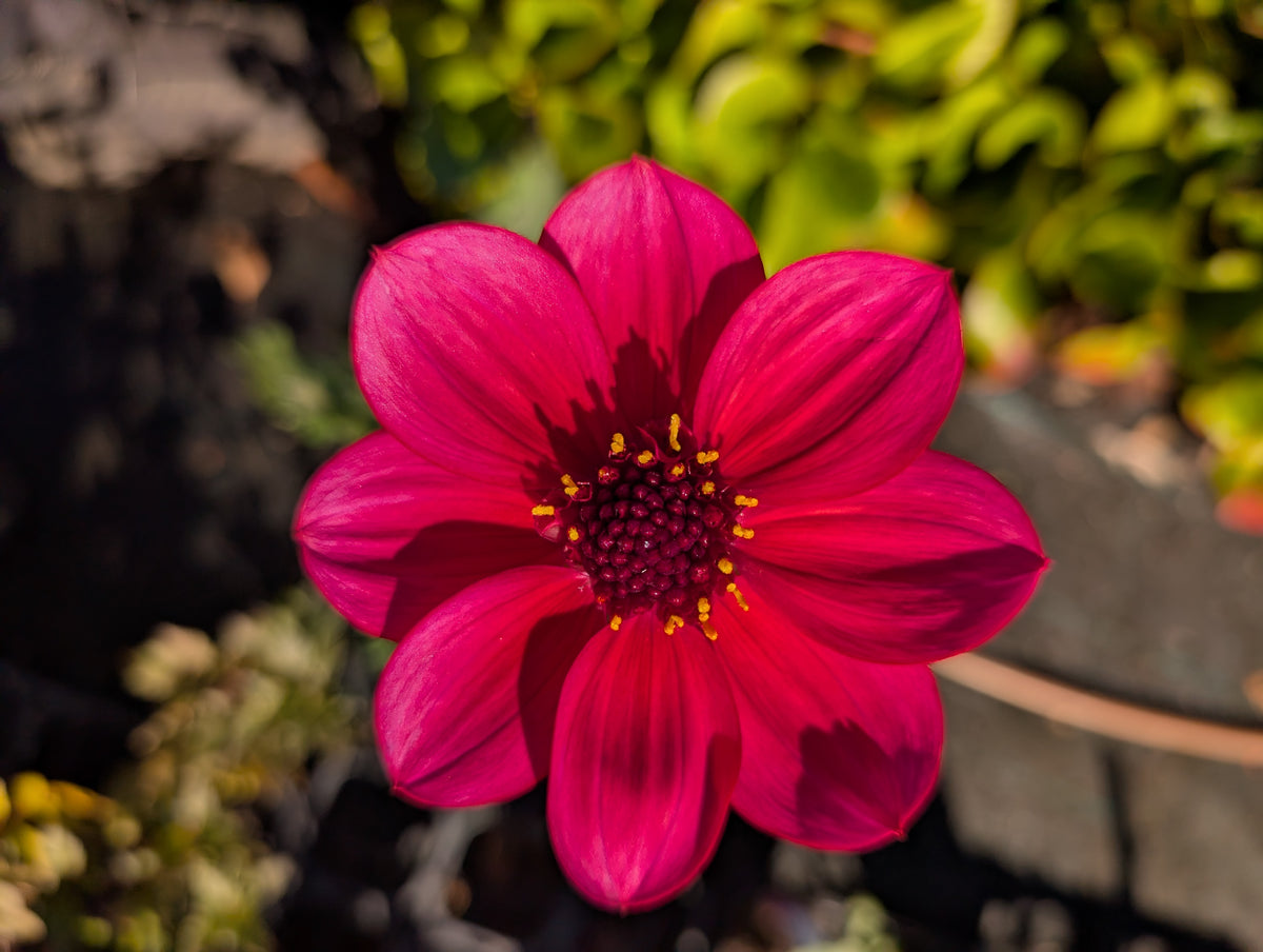 Dahlia variabilis 'Razzle Dazzle' - NEW