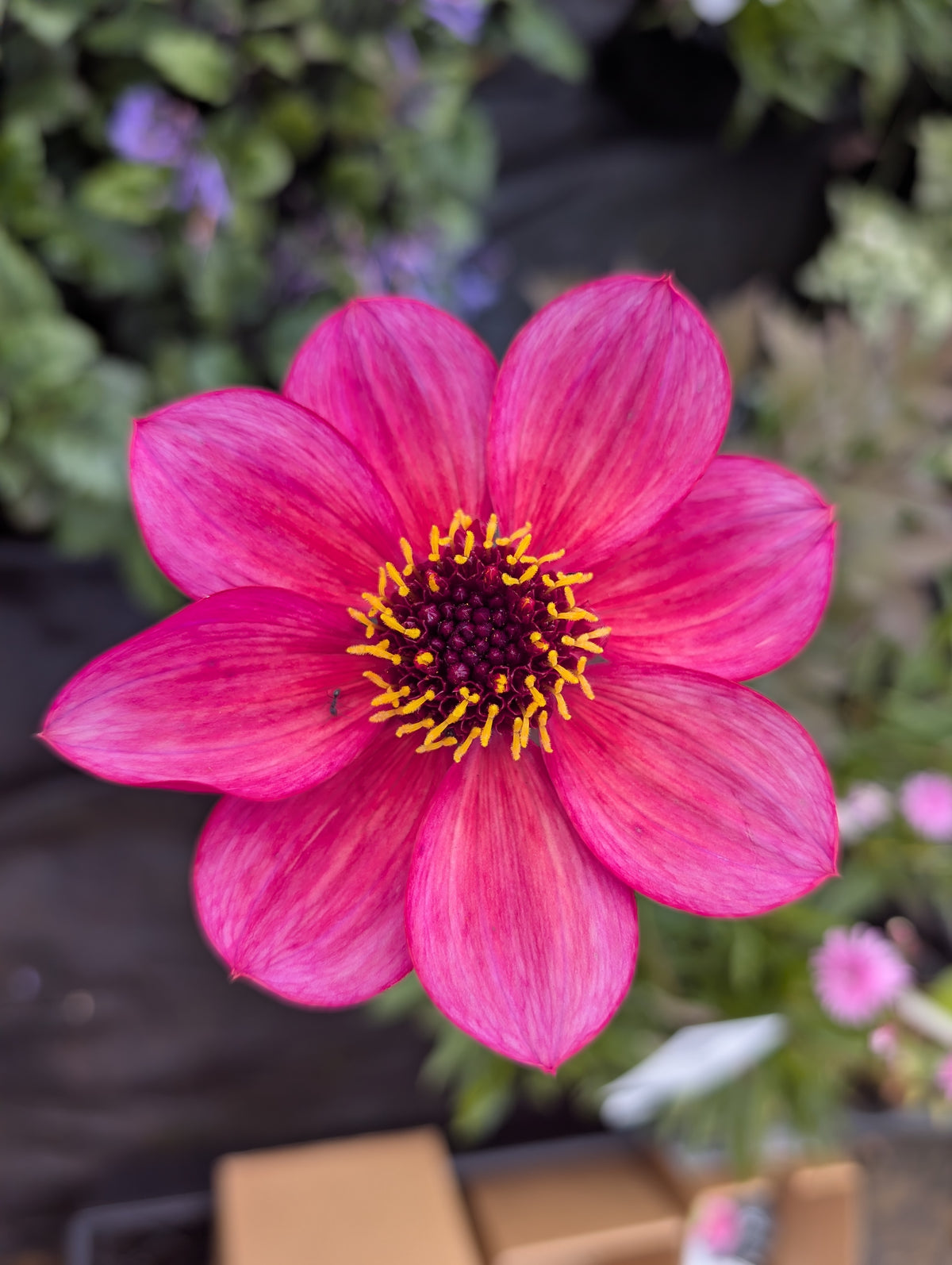 Dahlia variabilis 'Razzle Dazzle' - NEW