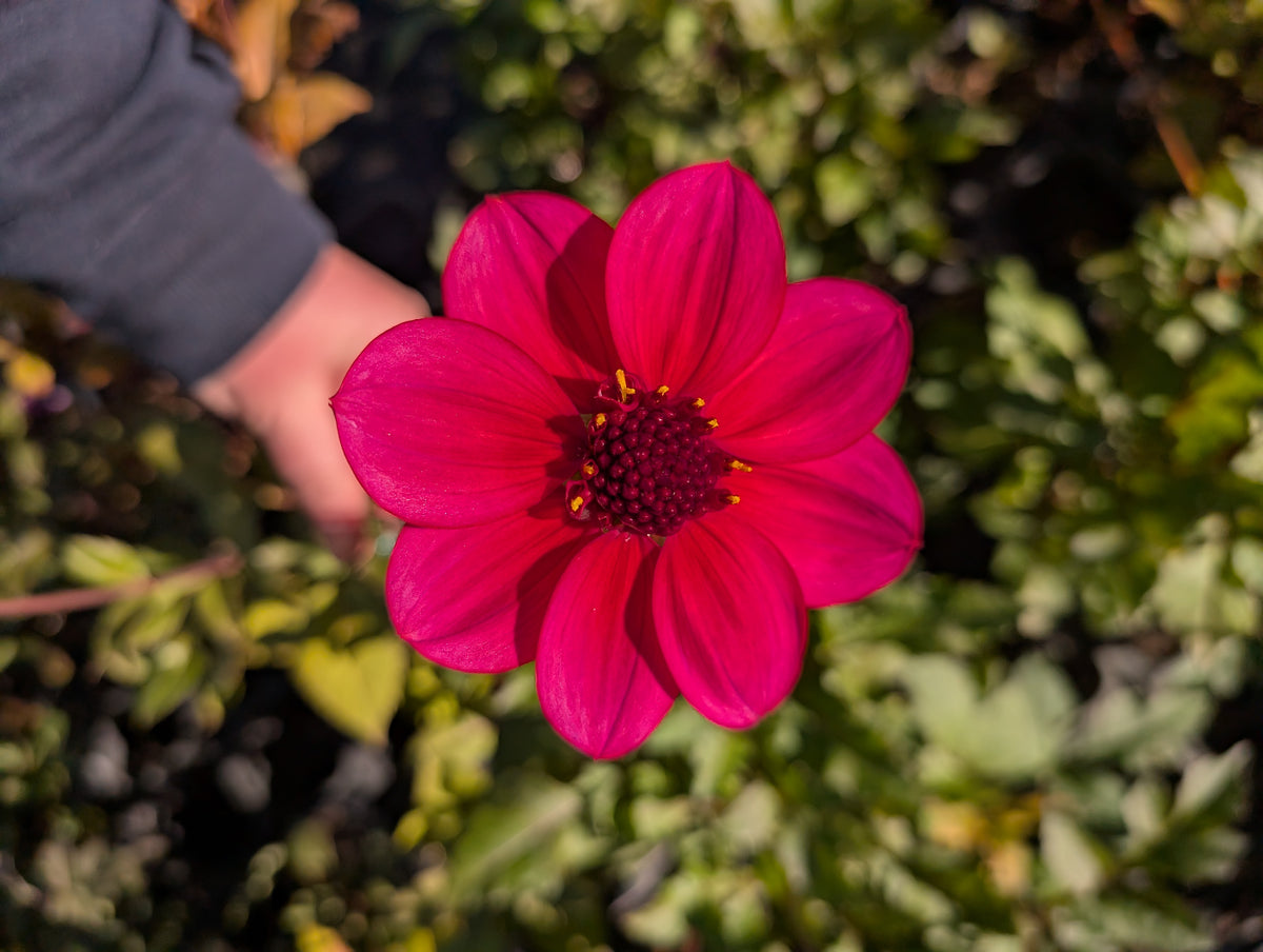 Dahlia variabilis 'Razzle Dazzle' - NEW