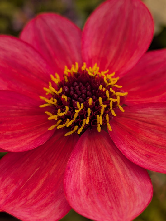 Dahlia variabilis 'Razzle Dazzle' - NEW