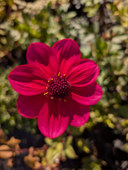 Dahlia variabilis 'Razzle Dazzle' - NEW