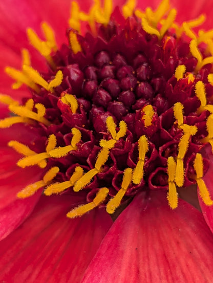 Dahlia variabilis 'Razzle Dazzle' - NEW