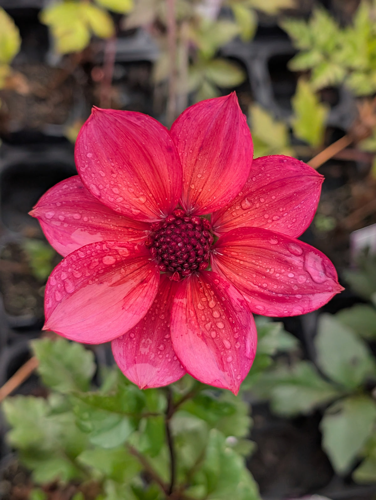 Dahlia variabilis 'Razzle Dazzle' - NEW
