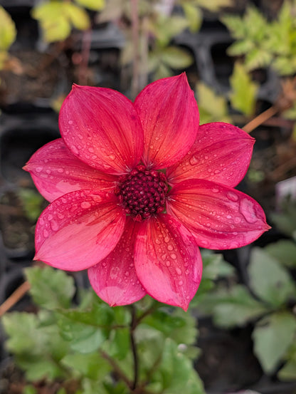 Dahlia variabilis 'Razzle Dazzle' - NEW