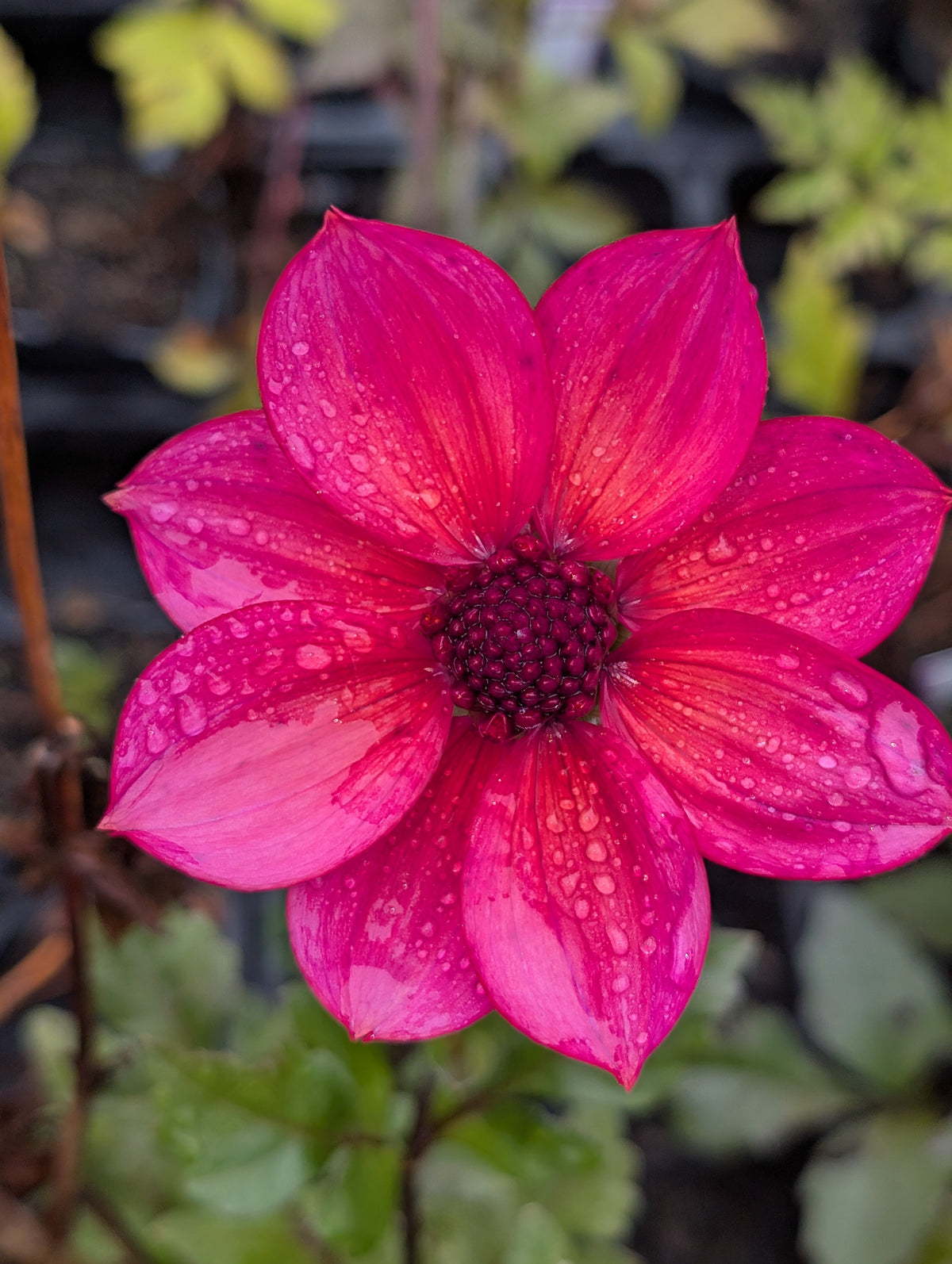 Dahlia variabilis 'Razzle Dazzle' - NEW