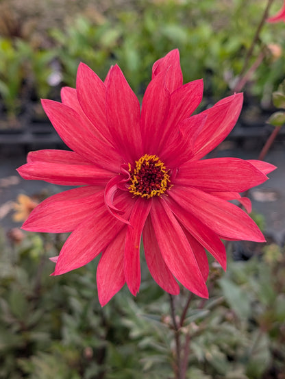 Dahlia variabilis 'Red Octopus' - NEW