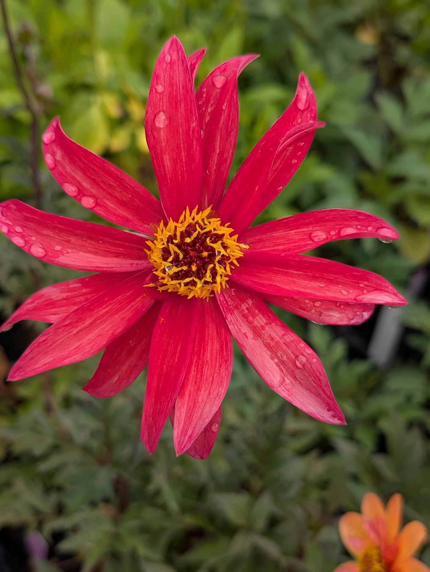 Dahlia variabilis 'Red Octopus' - NEW