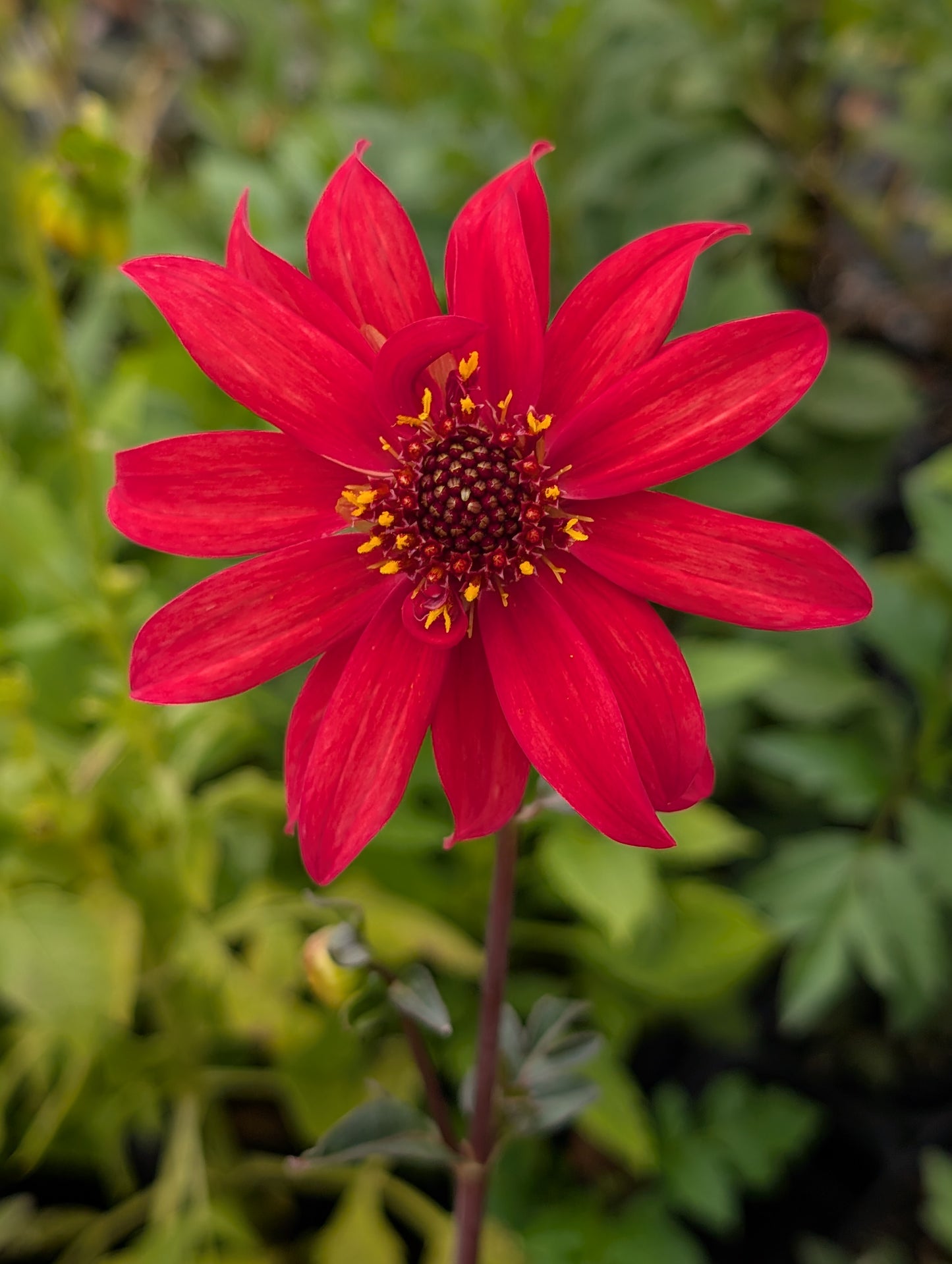 Dahlia variabilis 'Red Octopus' - NEW