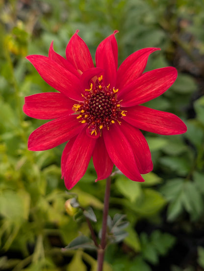 Dahlia variabilis 'Red Octopus' - NEW