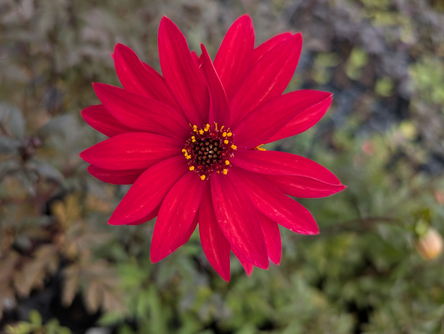 Dahlia variabilis 'Red Octopus' - NEW