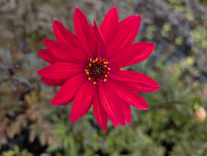 Dahlia variabilis 'Red Octopus' - NEW