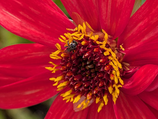 Dahlia variabilis 'Red Octopus' - NEW