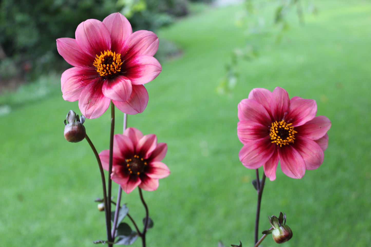 Dahlia variabilis 'Outrageous Ringo' - NEW