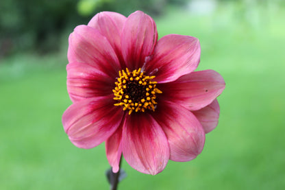 Dahlia variabilis 'Outrageous Ringo' - NEW