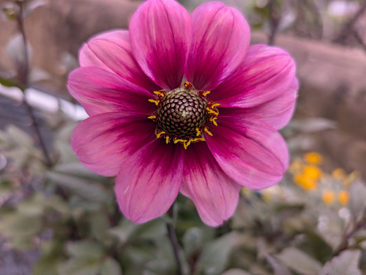 Dahlia variabilis 'Outrageous Ringo' - NEW
