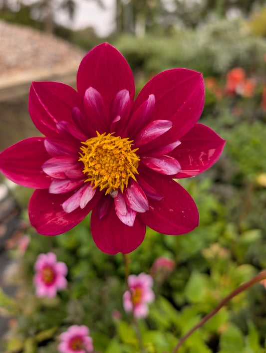 Dahlia variabilis 'Sam's Choice' - NEW MORE COMING AUTUMN 2026