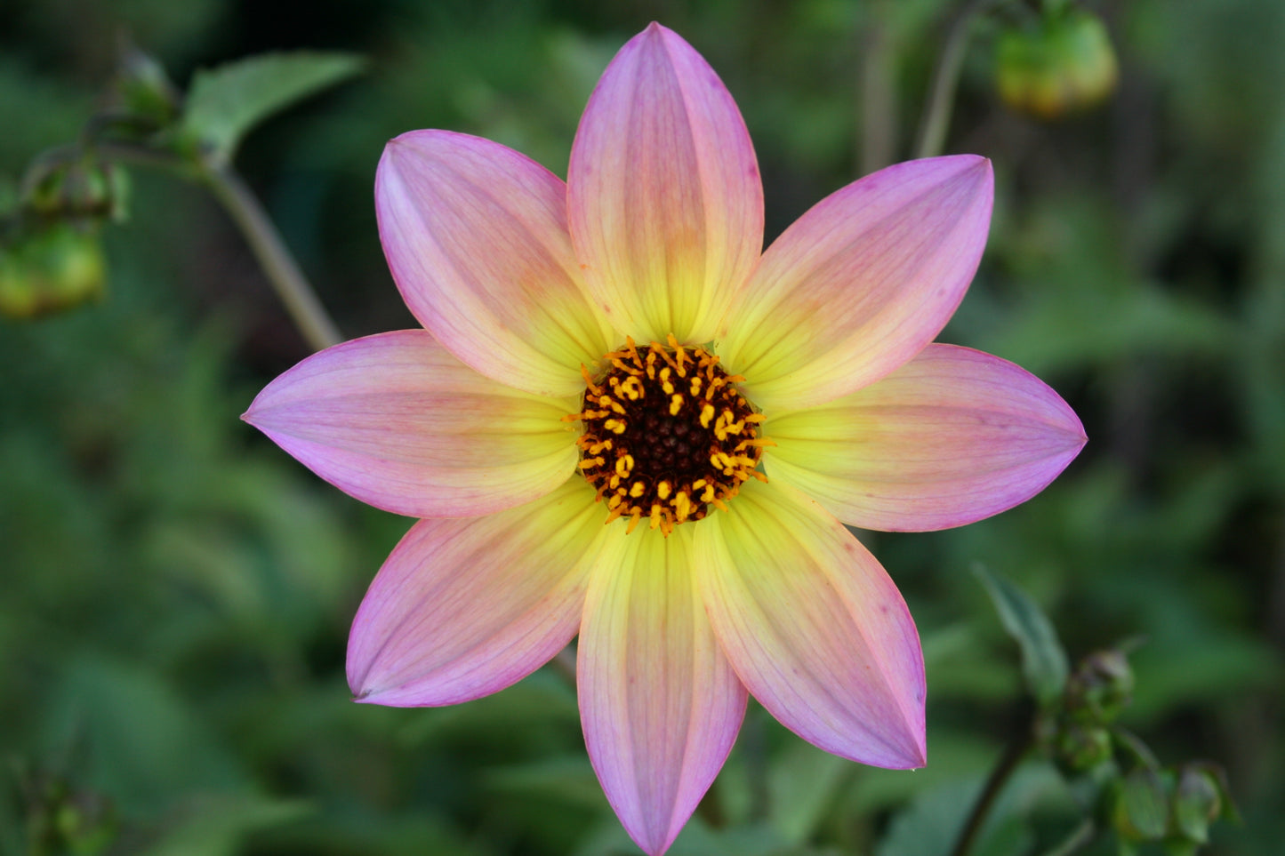 Dahlia variabilis 'Titoki Point'