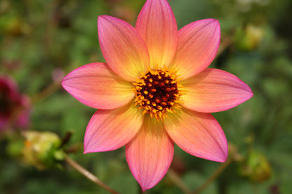 Dahlia variabilis 'Titoki Point'