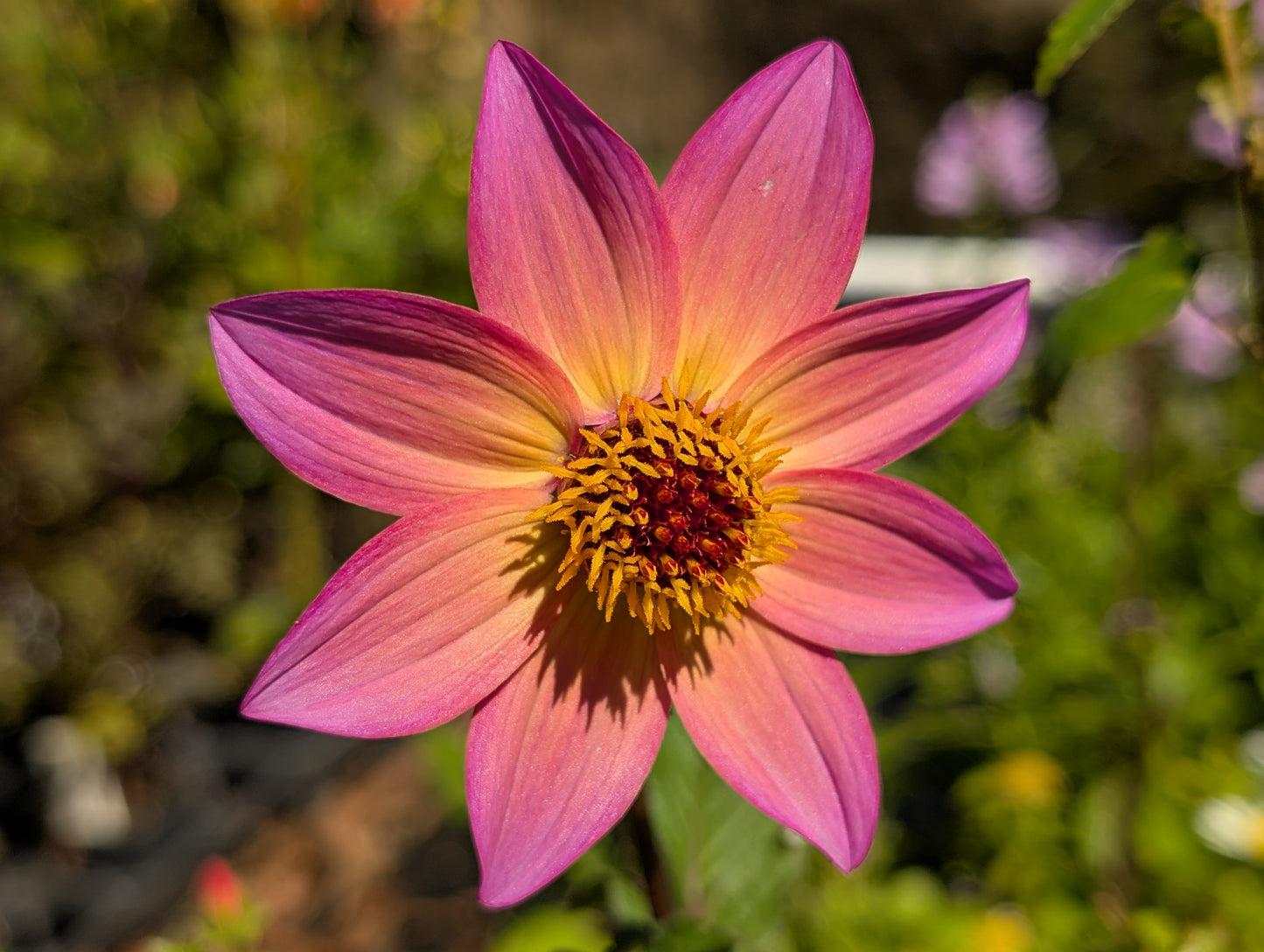 Dahlia variabilis 'Titoki Point'