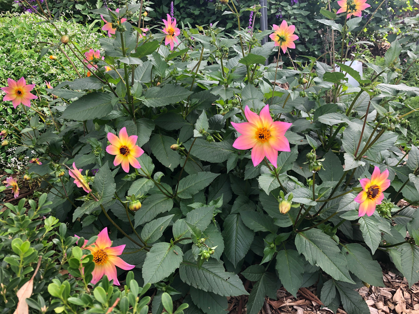 Dahlia variabilis 'Titoki Point'