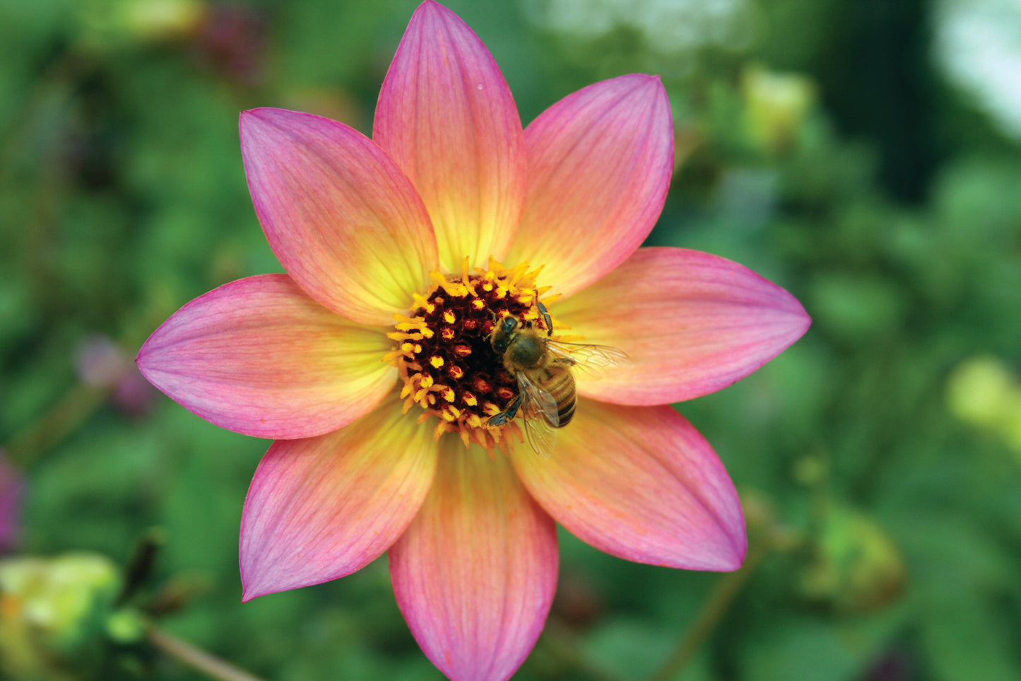 Dahlia variabilis 'Titoki Point'