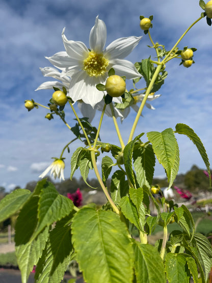 Dahlia imperialis 'Single White'