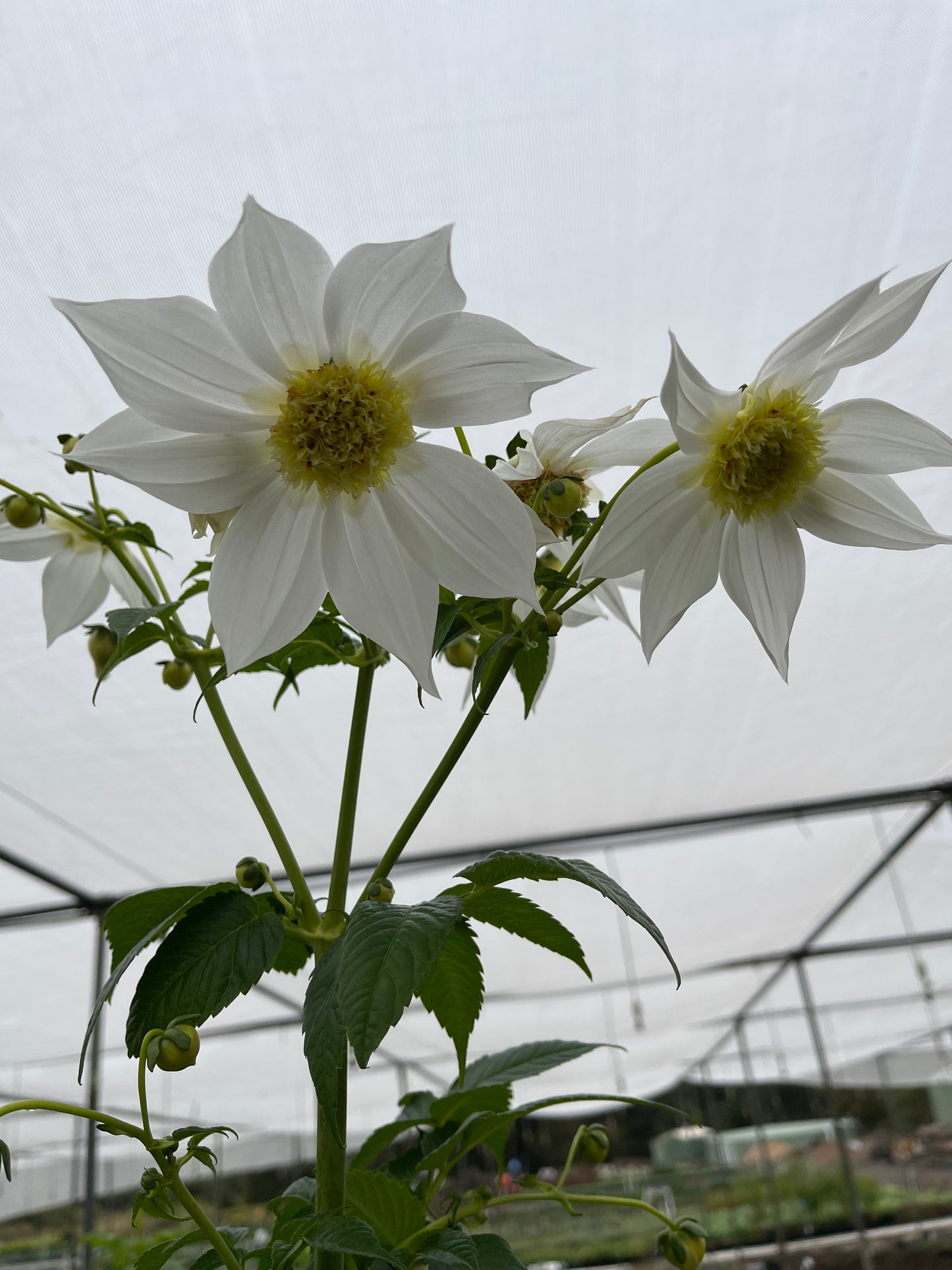 Dahlia imperialis 'Single White'