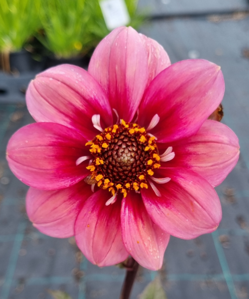 Dahlia variabilis 'Whiskers' - NEW