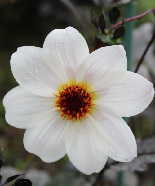 Dahlia variabilis 'B&W' - NEW COMING AUTUMN 2026