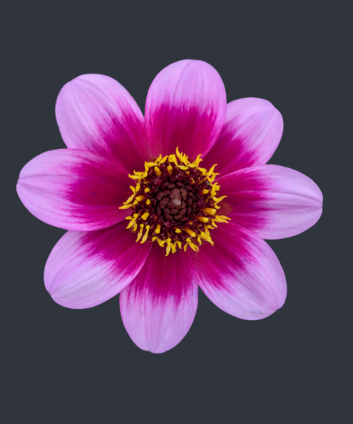 Dahlia variabilis 'Dannevirke'