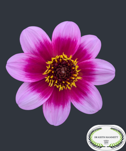 Dahlia variabilis 'Dannevirke'